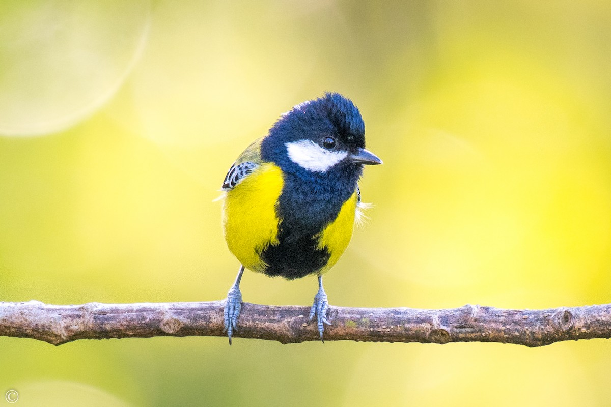 Green-backed Tit - ML275723191
