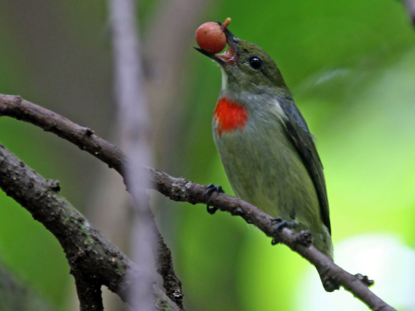 Olive-crowned Flowerpecker - Phillip Edwards