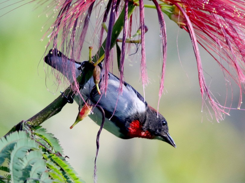 Black-fronted Flowerpecker - Yovie Jehabut
