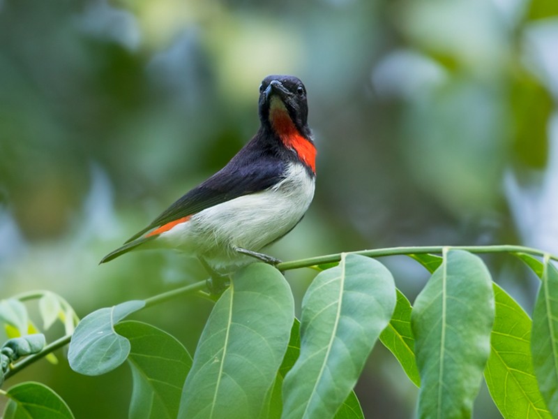 Red-chested Flowerpecker - Dubi Shapiro