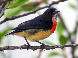 Adult male (Blood-breasted) - Wade Strickland - ML275723651