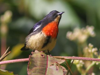 Adult male (Blood-breasted) - Wade Strickland - ML275723661