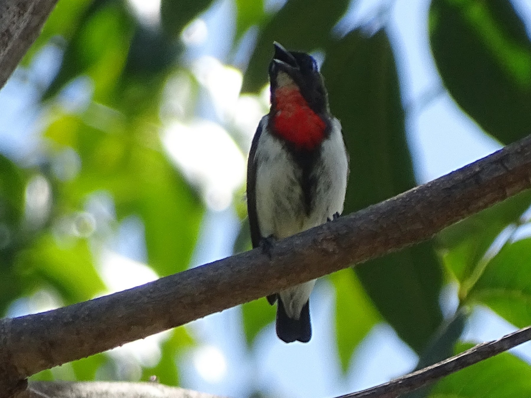 Red-chested Flowerpecker - Martin Vlk Mrňous