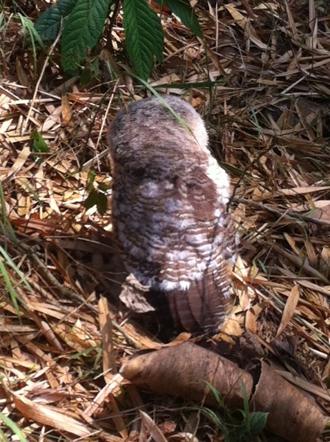 Brown Wood-Owl - ML275724071