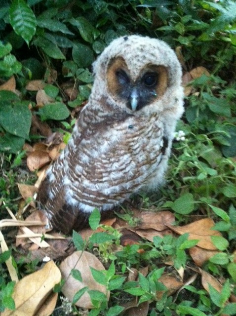 Brown Wood-Owl - ML275724081