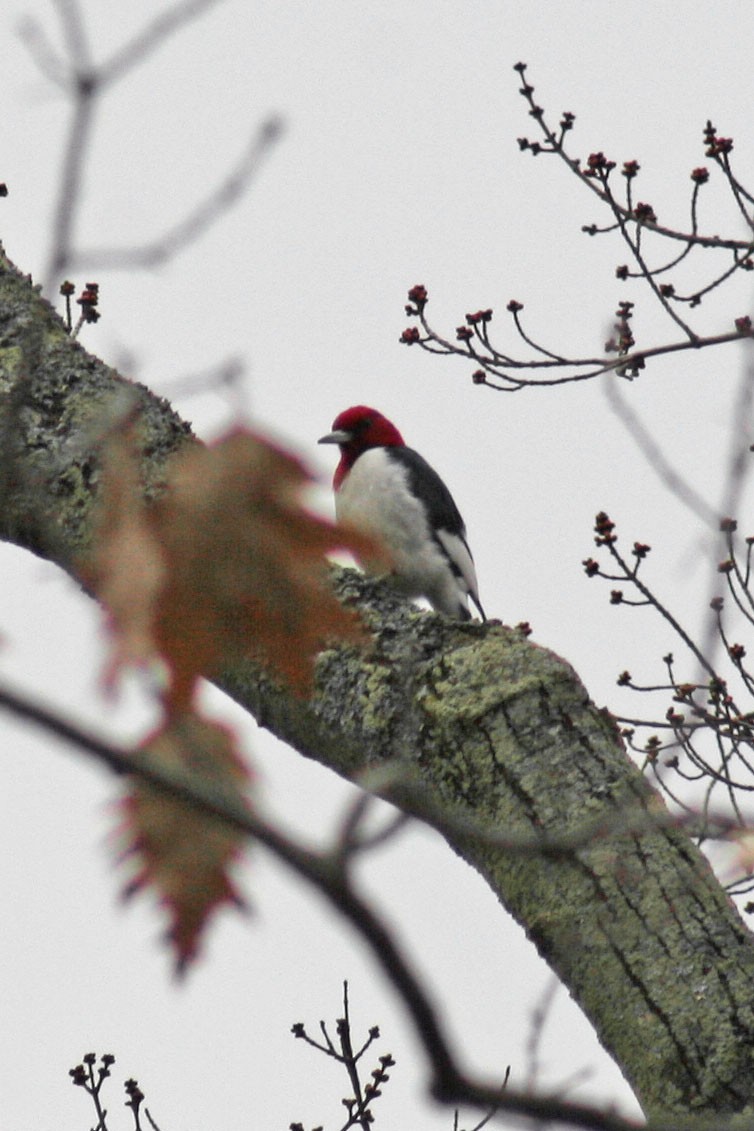 Red-headed Woodpecker - ML27572461