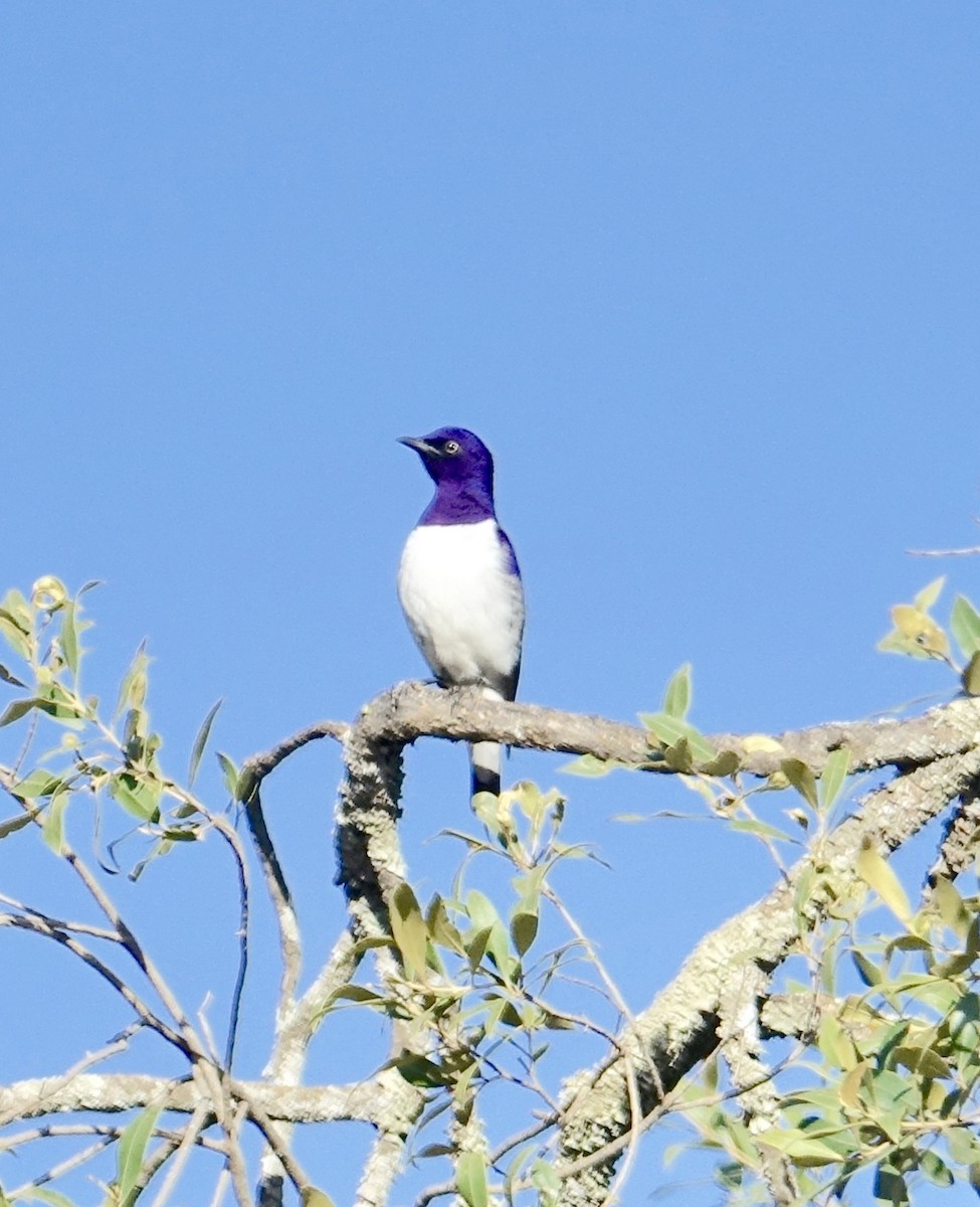 Violet-backed Starling - ML275724731