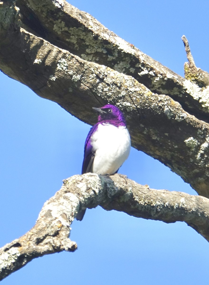 Violet-backed Starling - ML275724741