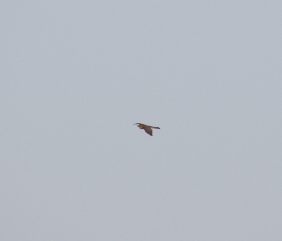 Eurasian Sparrowhawk - ML275728131