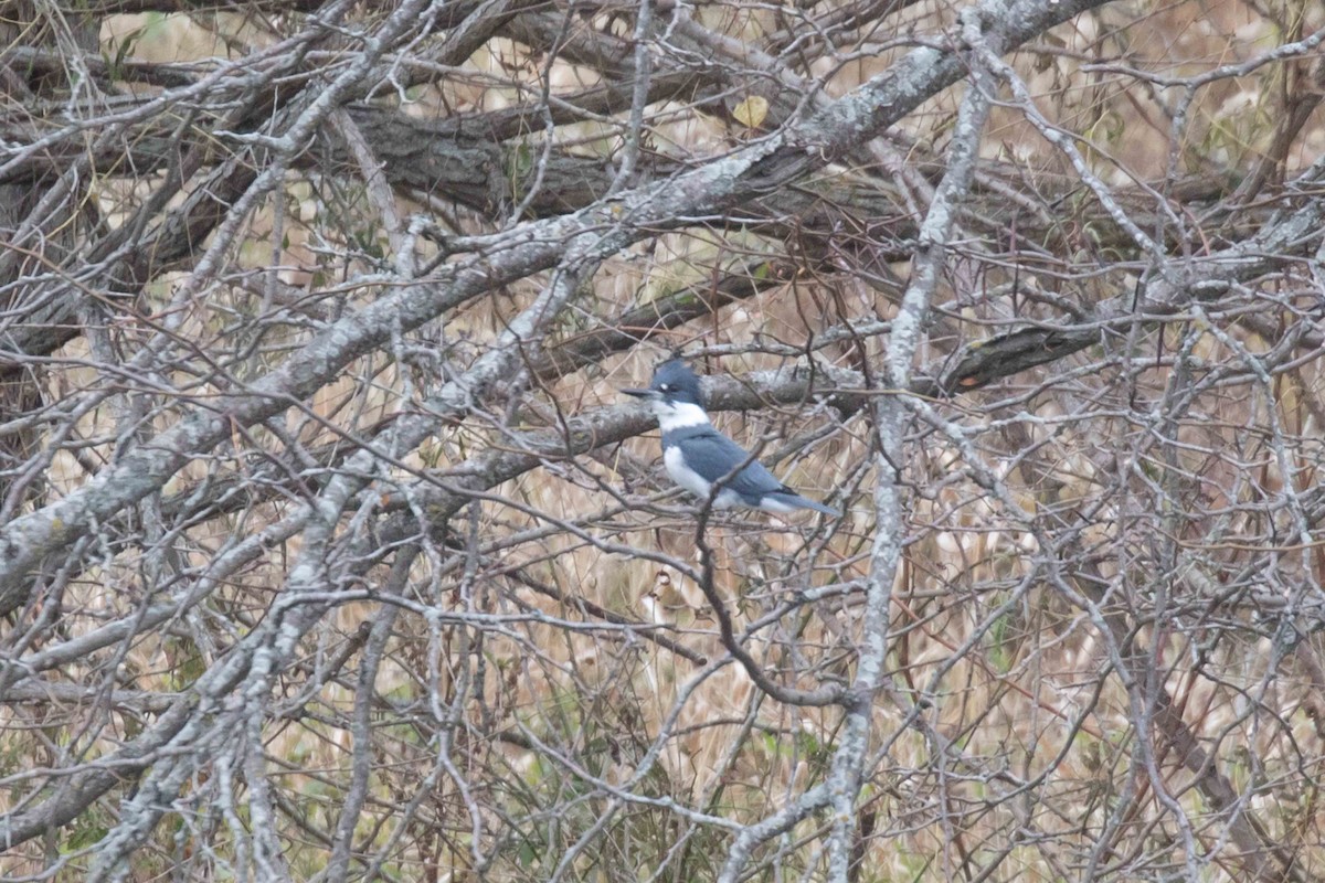 Belted Kingfisher - Linda Rudolph