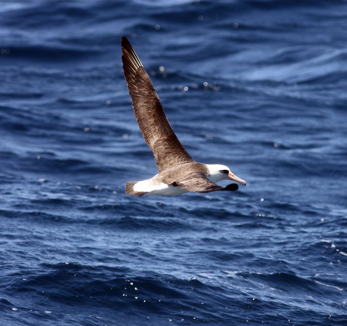 Albatros de Laysan - ML275730331