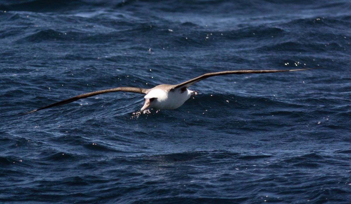 Laysan Albatross - ML275730341