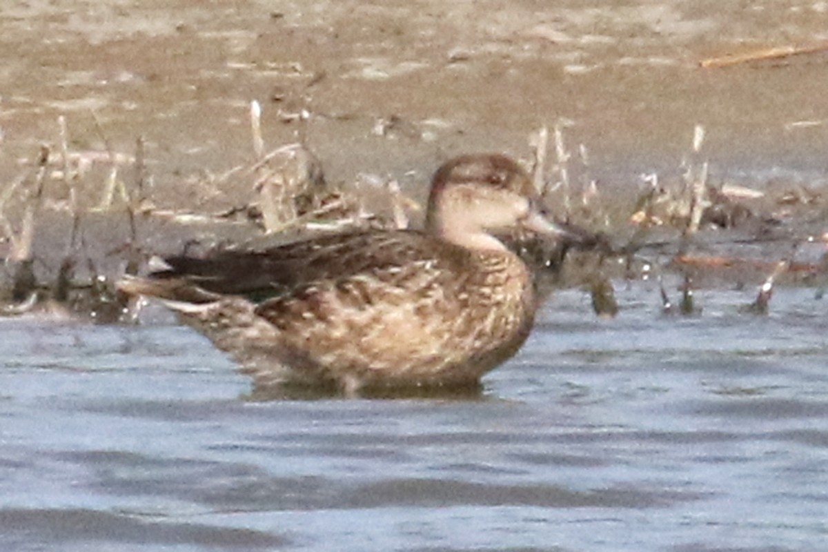 Green-winged Teal - ML275732271