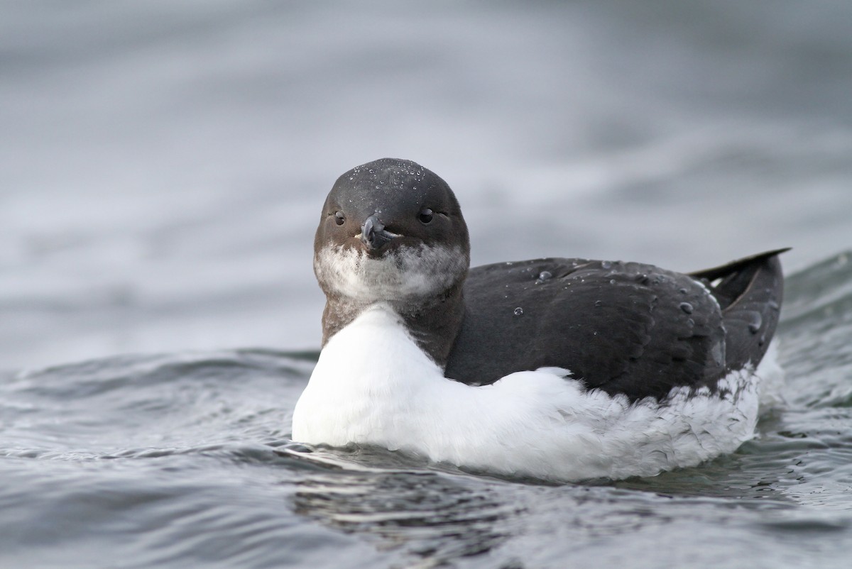 Thick-billed Murre - ML275732361