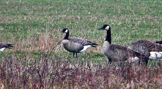 Cackling Goose (Richardson's), ML275735491