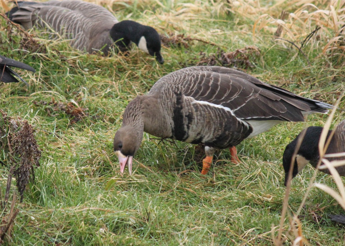 Greater White-fronted Goose - ML275736431