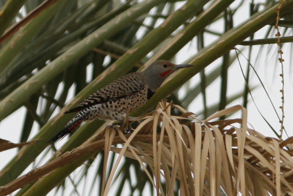 Northern Flicker (Red-shafted) - ML275736741
