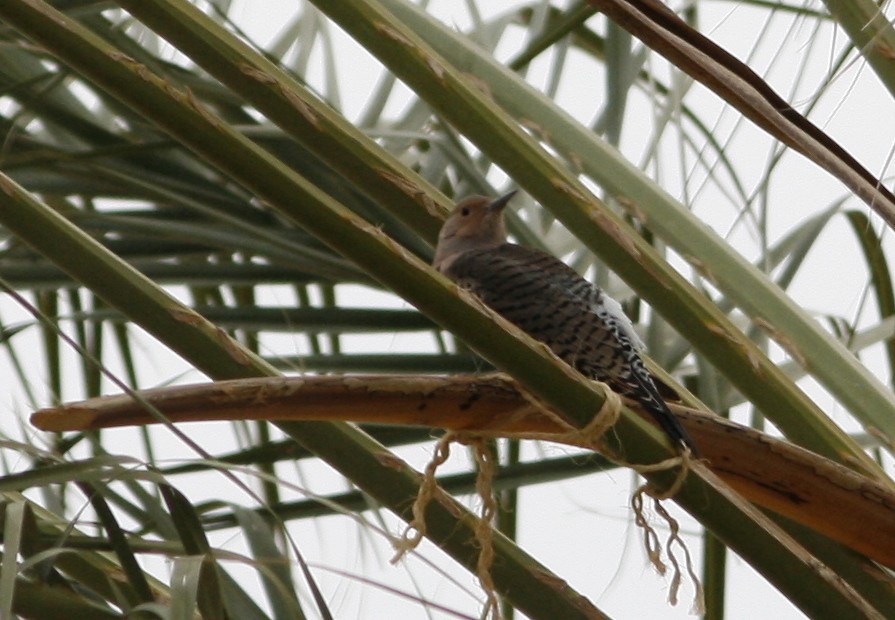 Northern Flicker (Yellow-shafted x Red-shafted) - ML275736751