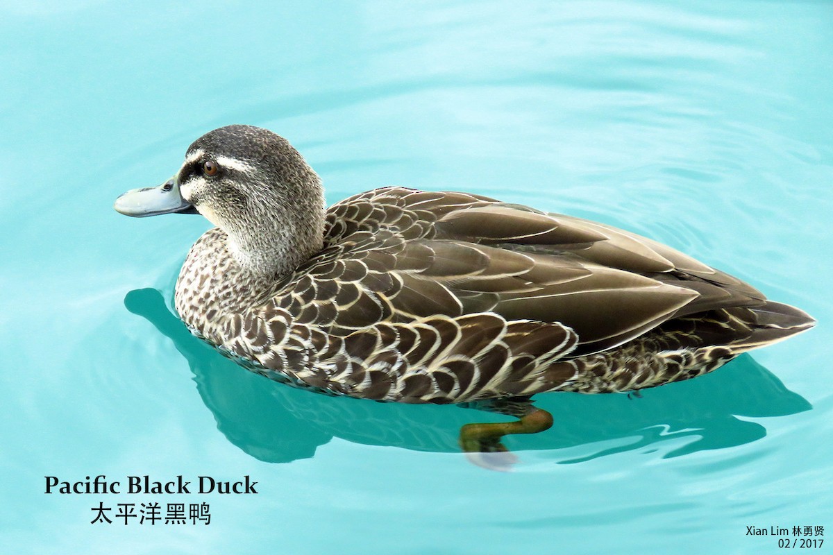 Pacific Black Duck - Lim Ying Hien
