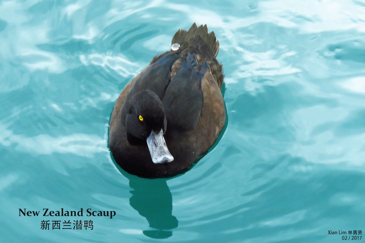 New Zealand Scaup - Lim Ying Hien