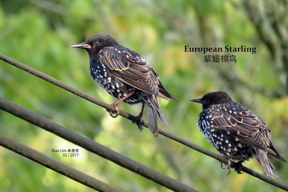 European Starling - ML275739991