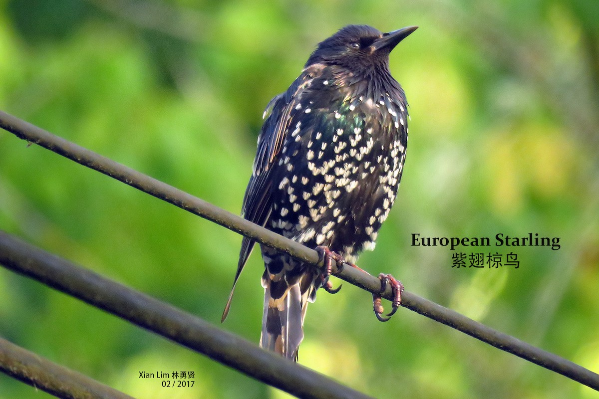 European Starling - ML275740011