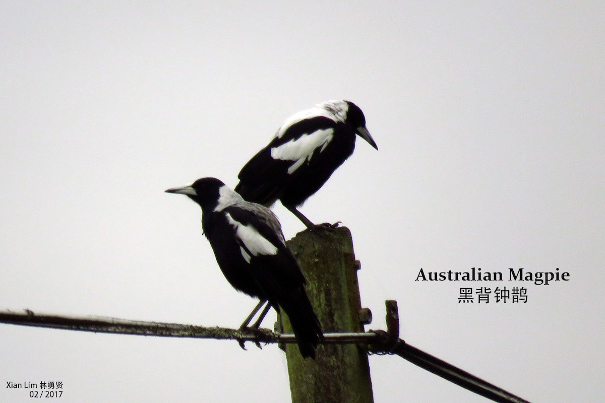 Australian Magpie - Lim Ying Hien