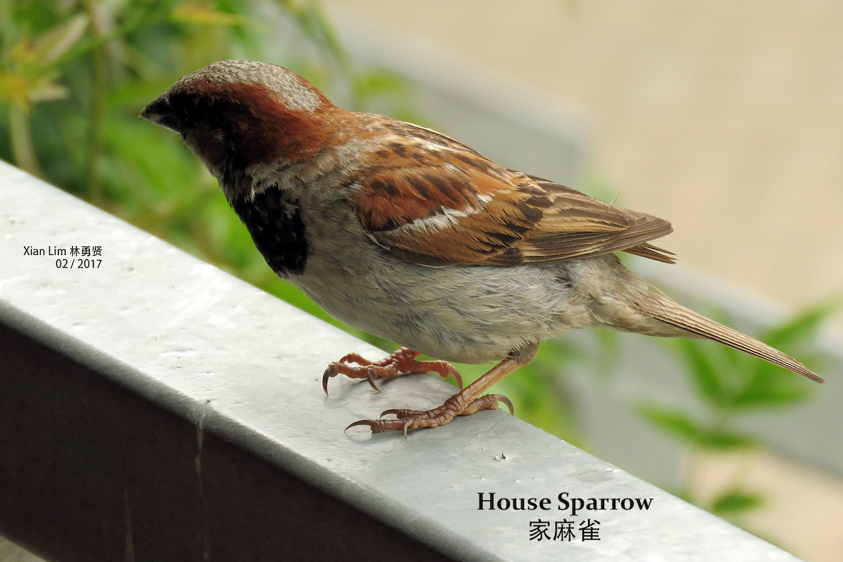 House Sparrow - ML275740581