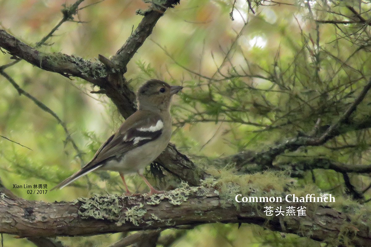 Common Chaffinch - Lim Ying Hien
