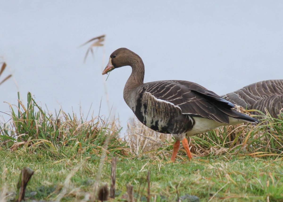 Greater White-fronted Goose - ML275740671