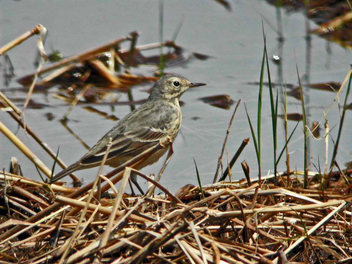 American Pipit - Clint Murray