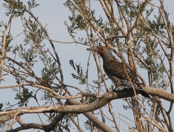 Northern Flicker (Red-shafted) - ML275740991