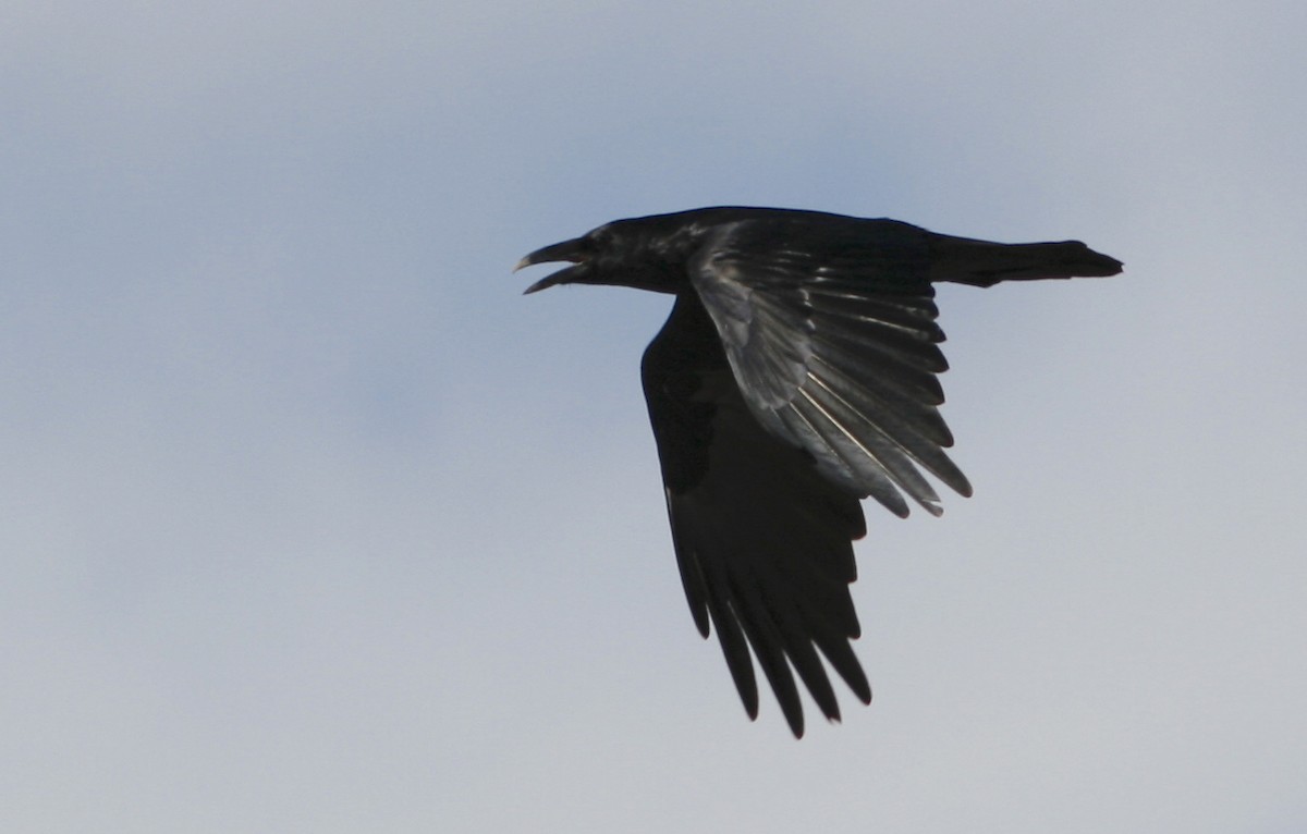 Common Raven - ML275741231