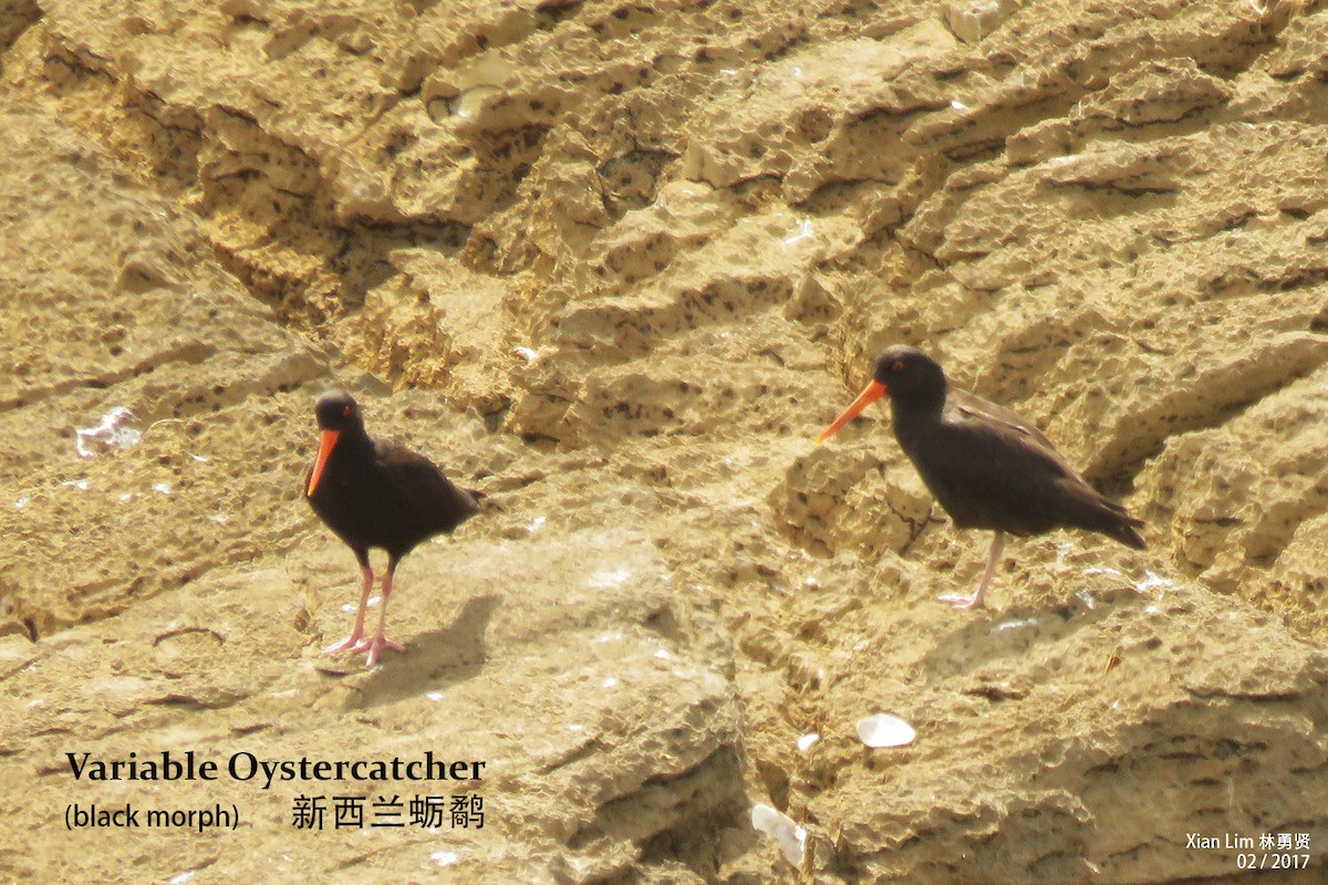 Variable Oystercatcher - Lim Ying Hien