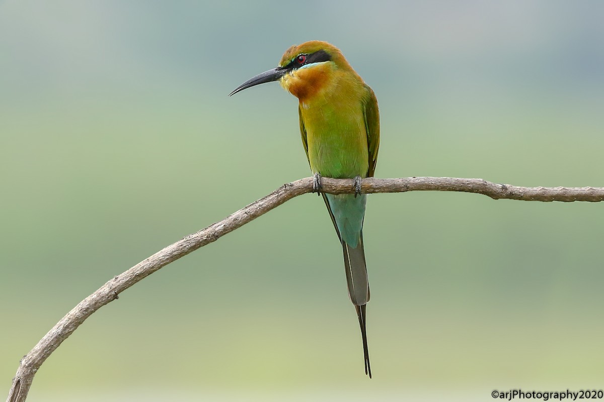 Blue-tailed Bee-eater - ML275745061