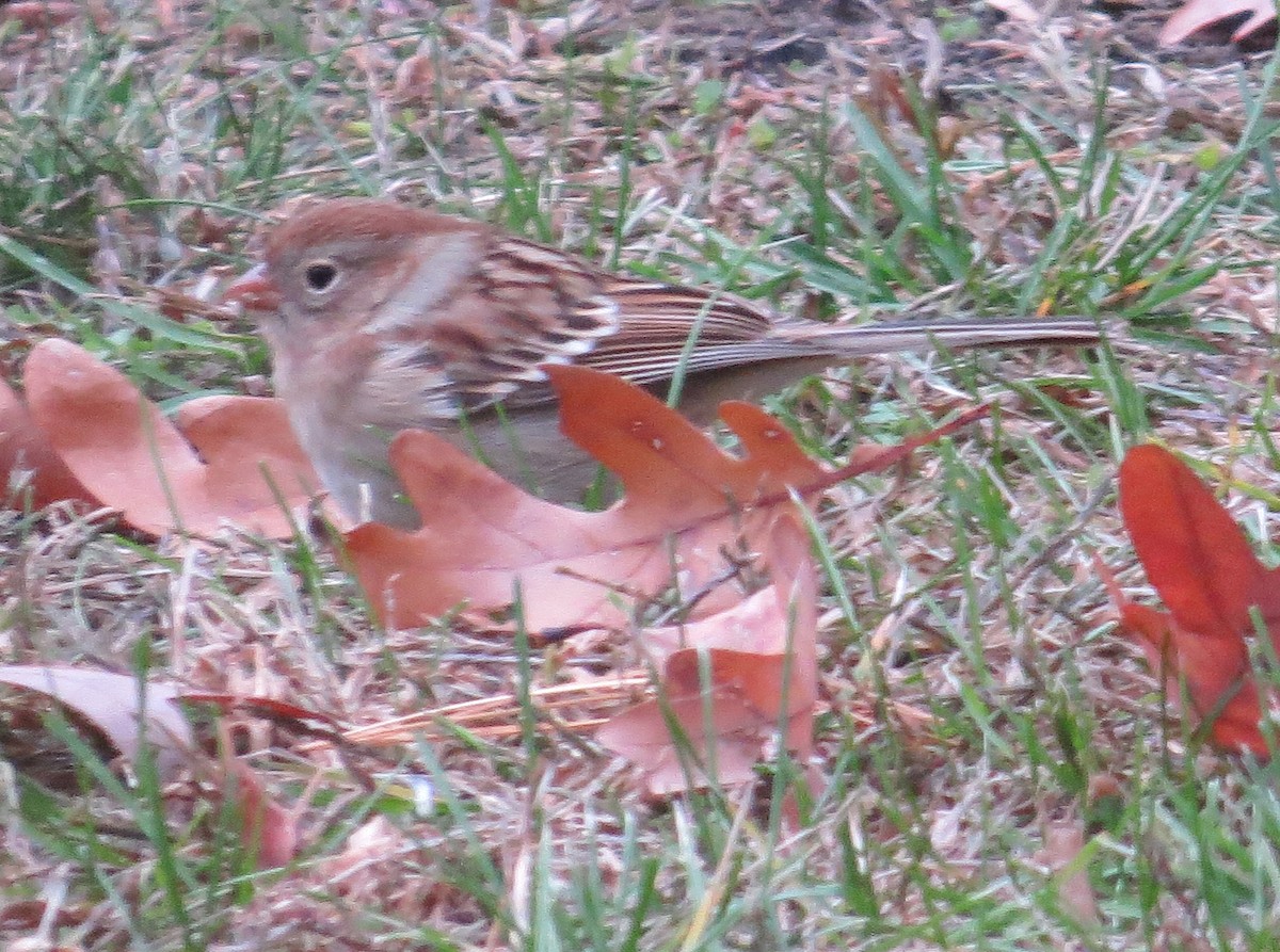 Field Sparrow - ML275745461