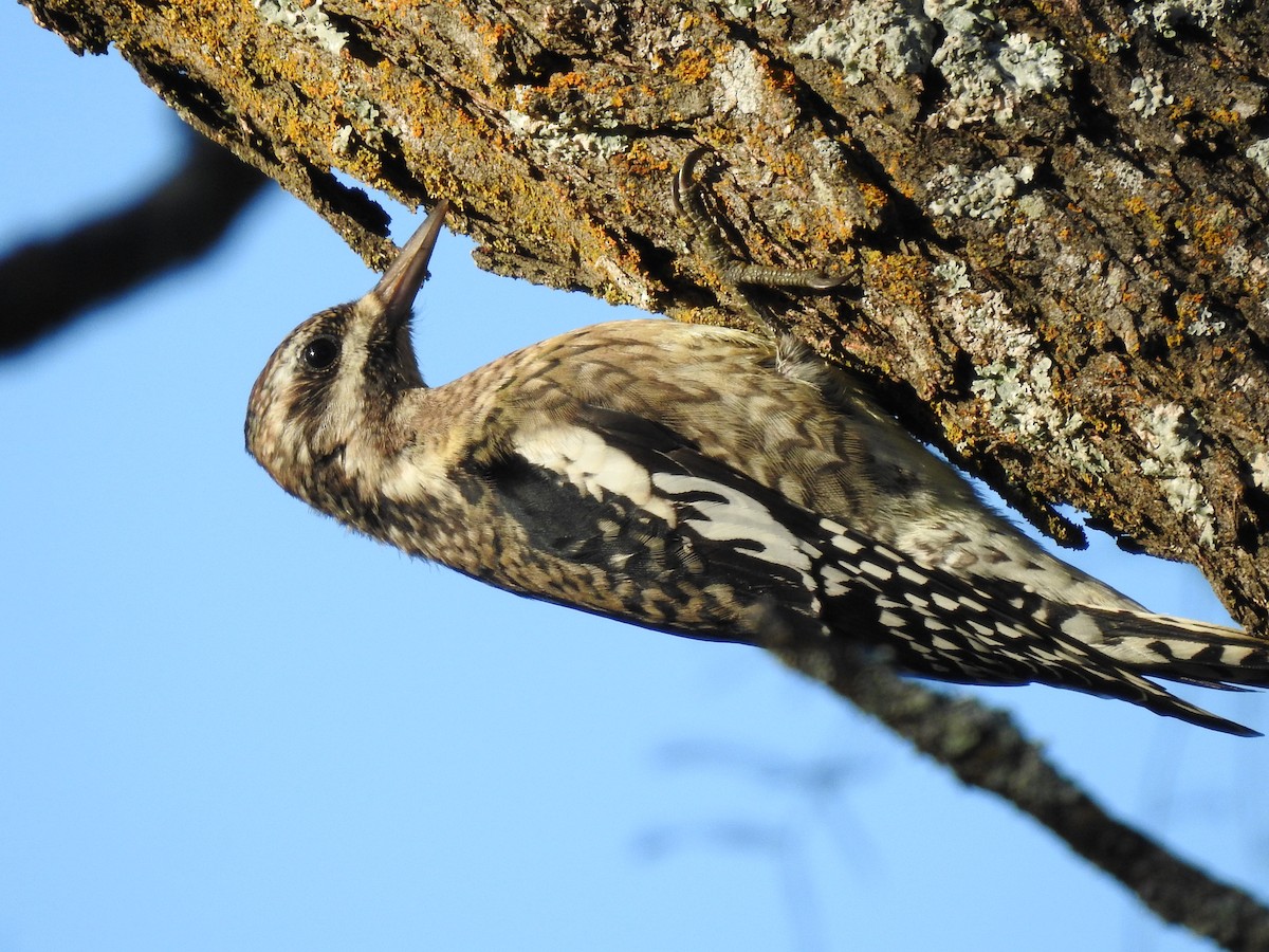 Yellow-bellied Sapsucker - Kevin Long