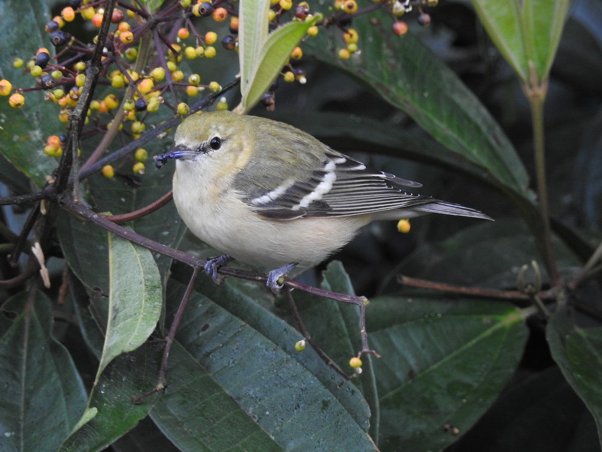 Bay-breasted Warbler - ML275754171