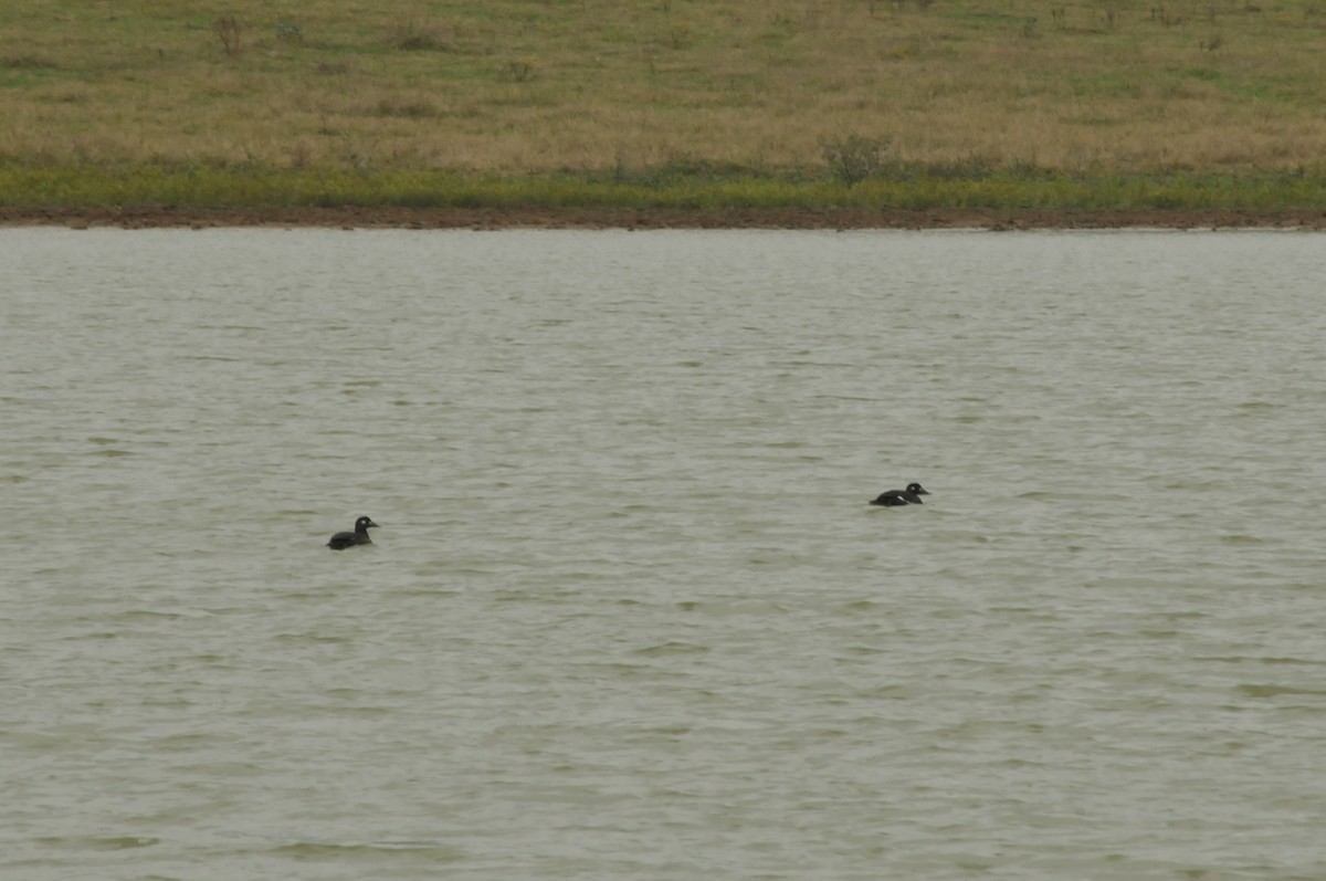 White-winged Scoter - Ashley Peters
