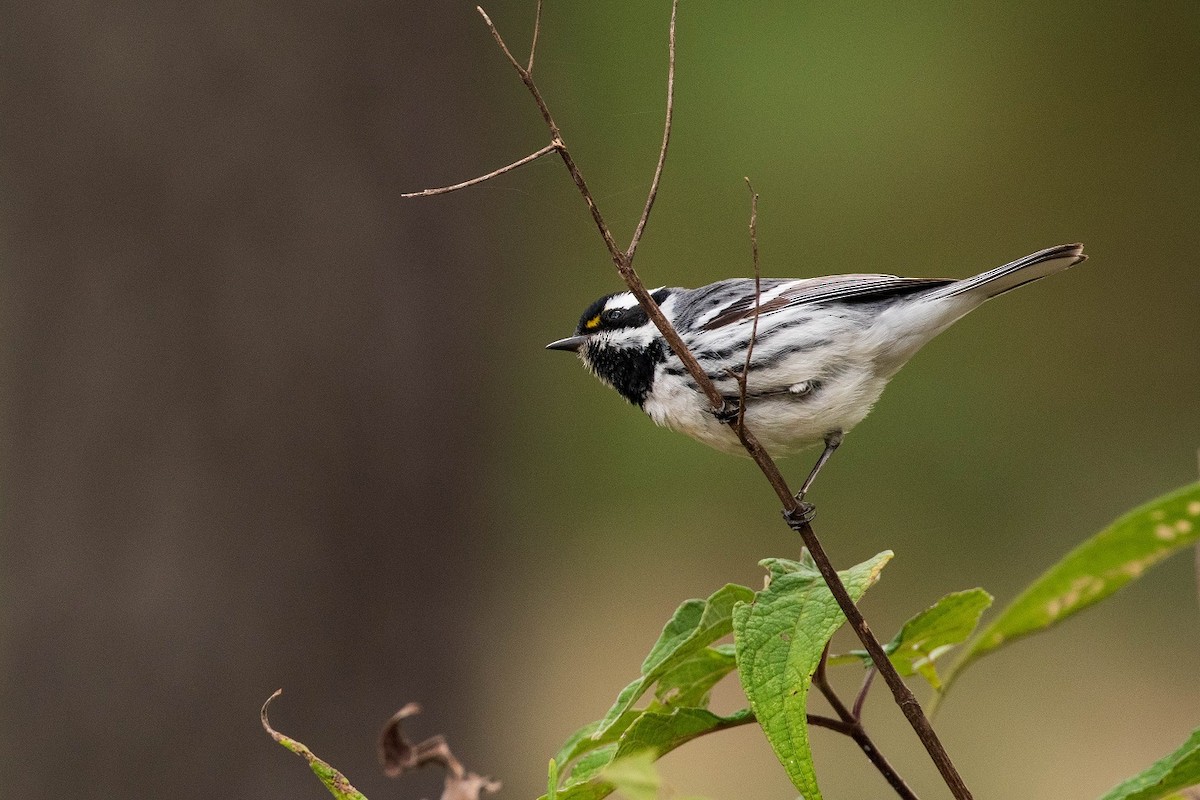 Black-throated Gray Warbler - Antonio Robles