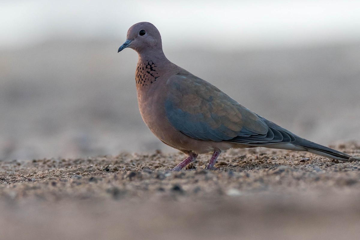 Laughing Dove - ML275761721