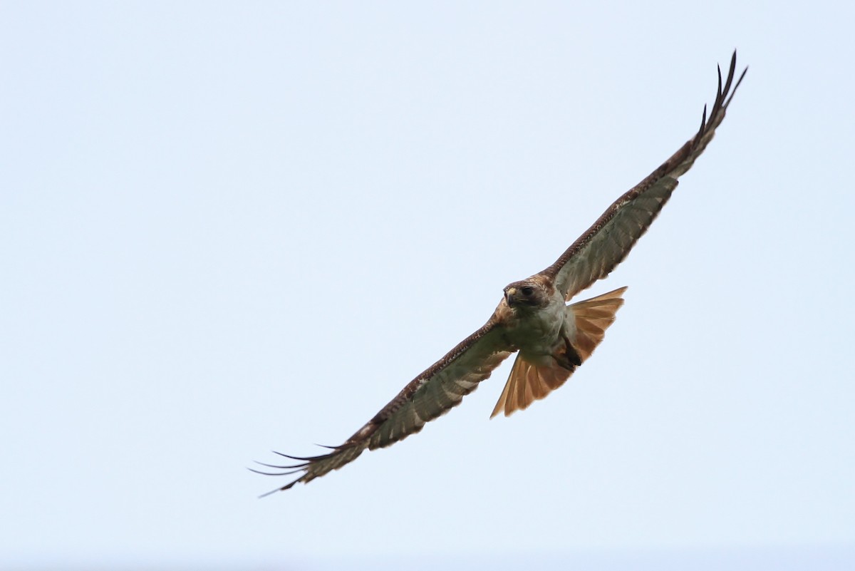 Red-tailed Hawk (fuertesi) - ML27576321