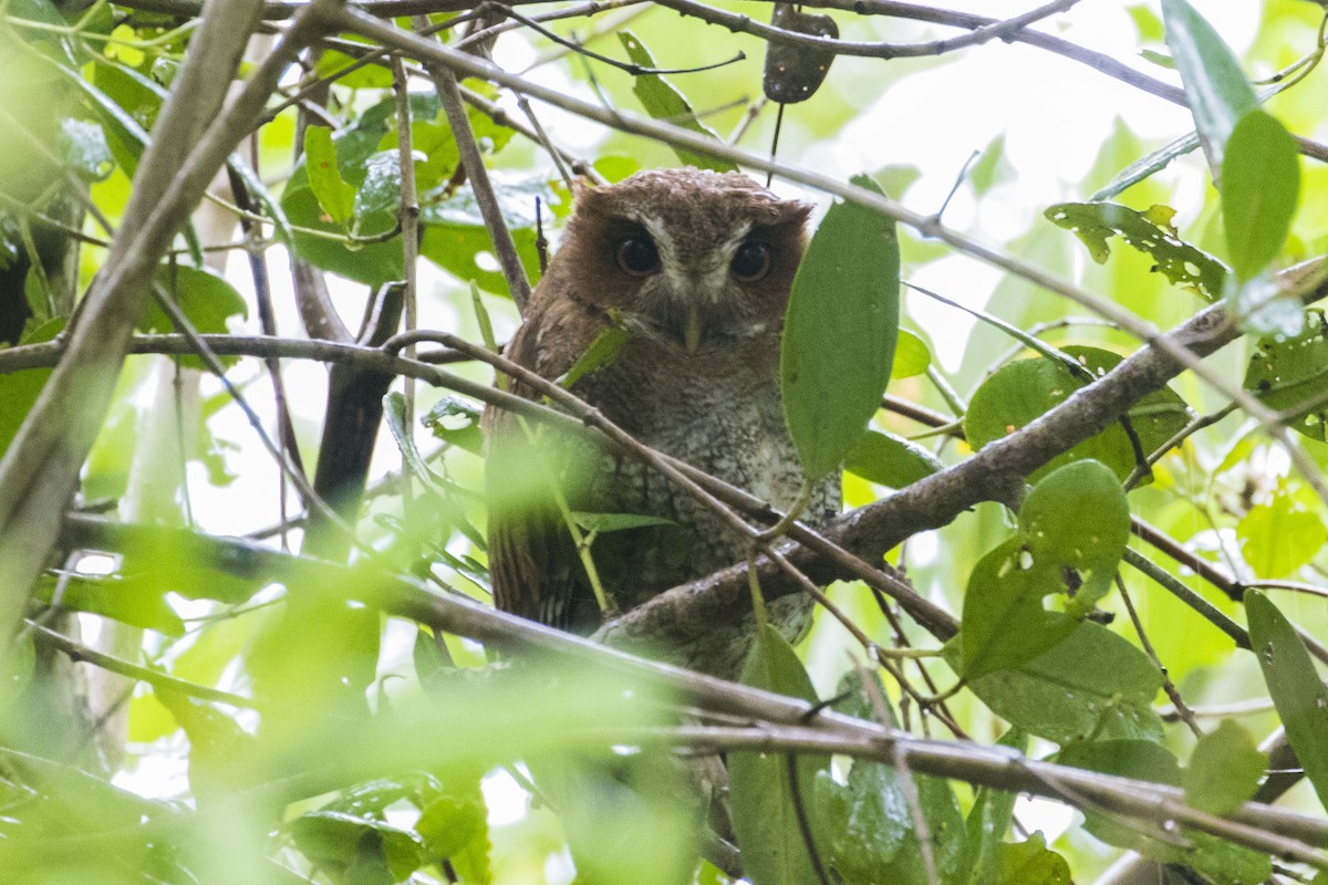 Puerto Rican Owl - ML275764091