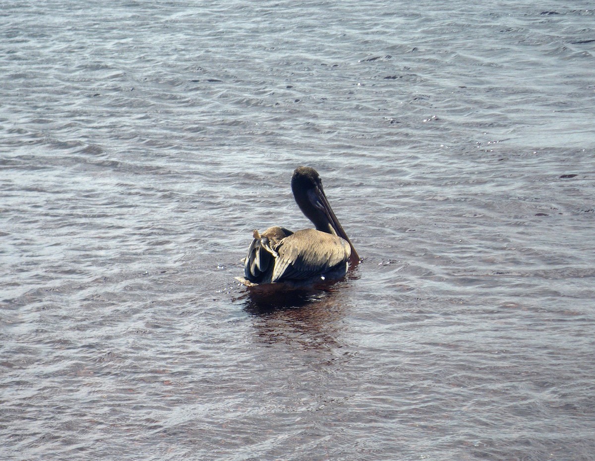 Brown Pelican (Galapagos) - ML275772881