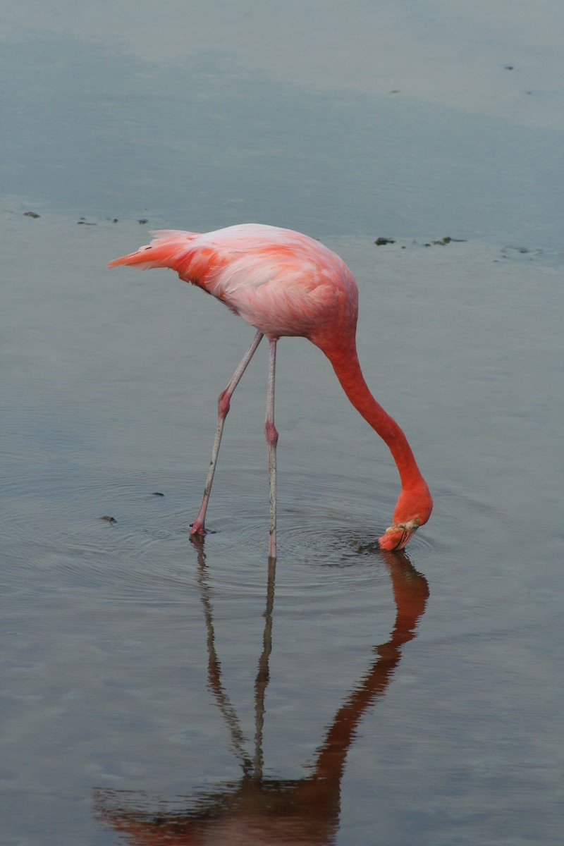 American Flamingo - A Emmerson