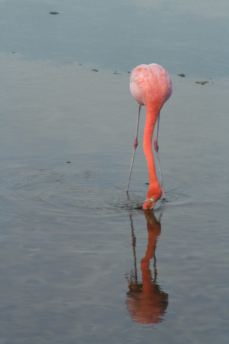 American Flamingo - ML275772971