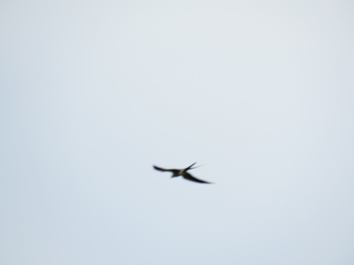 Swallow-tailed Kite - Romeu Gama