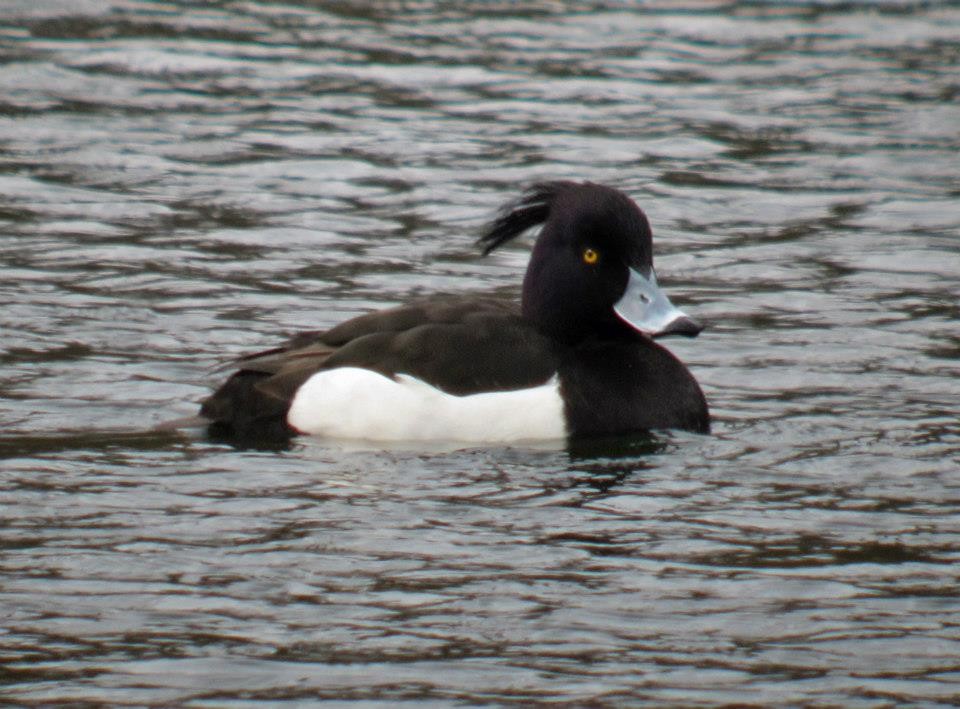 Tufted Duck - ML275776641