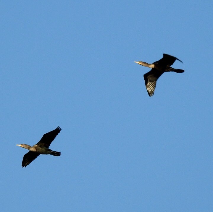 Double-crested Cormorant - Jim Varner