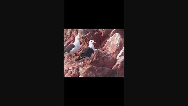 Бельчерова чайка - ML275792991